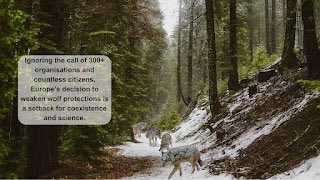 This morning, the majority of EU Member States agreed to downgrade #wolf protection, ignoring the voice of over 300 civil society organisations. Political games won over science and wildlife conservation. The proposal will be formally adopted by the Council next week.