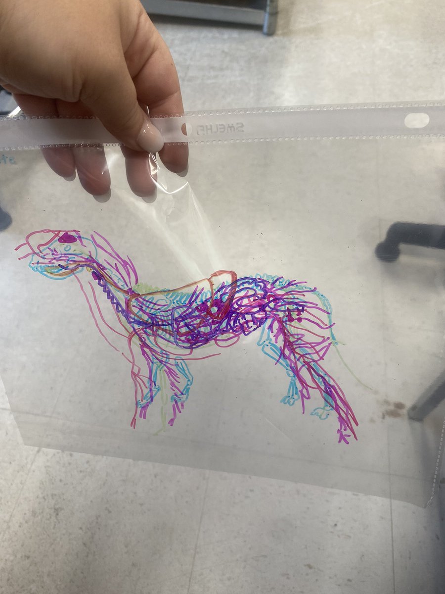 Best way to see all the body systems together!