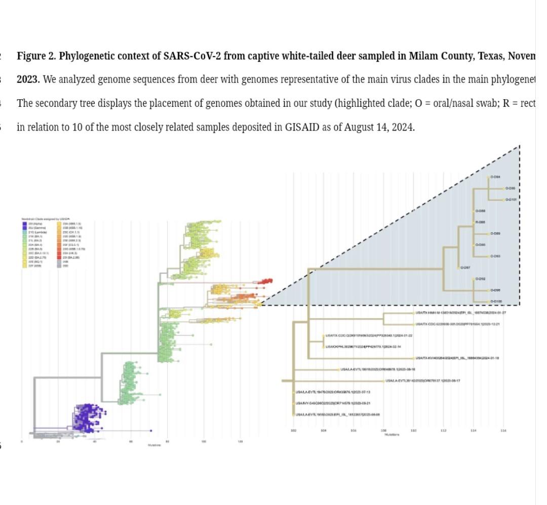 By PLAYING WITH FIRE (Spread of SARS-COV-2 among ANIMALS), we will GET BURNED !

▶️Over 70% of the deer were shedding the virus in their respiratory secretions
▶️The virus infecting deer developed more mutations compared to Omicron circulating in humans
biorxiv.org/content/10.110…