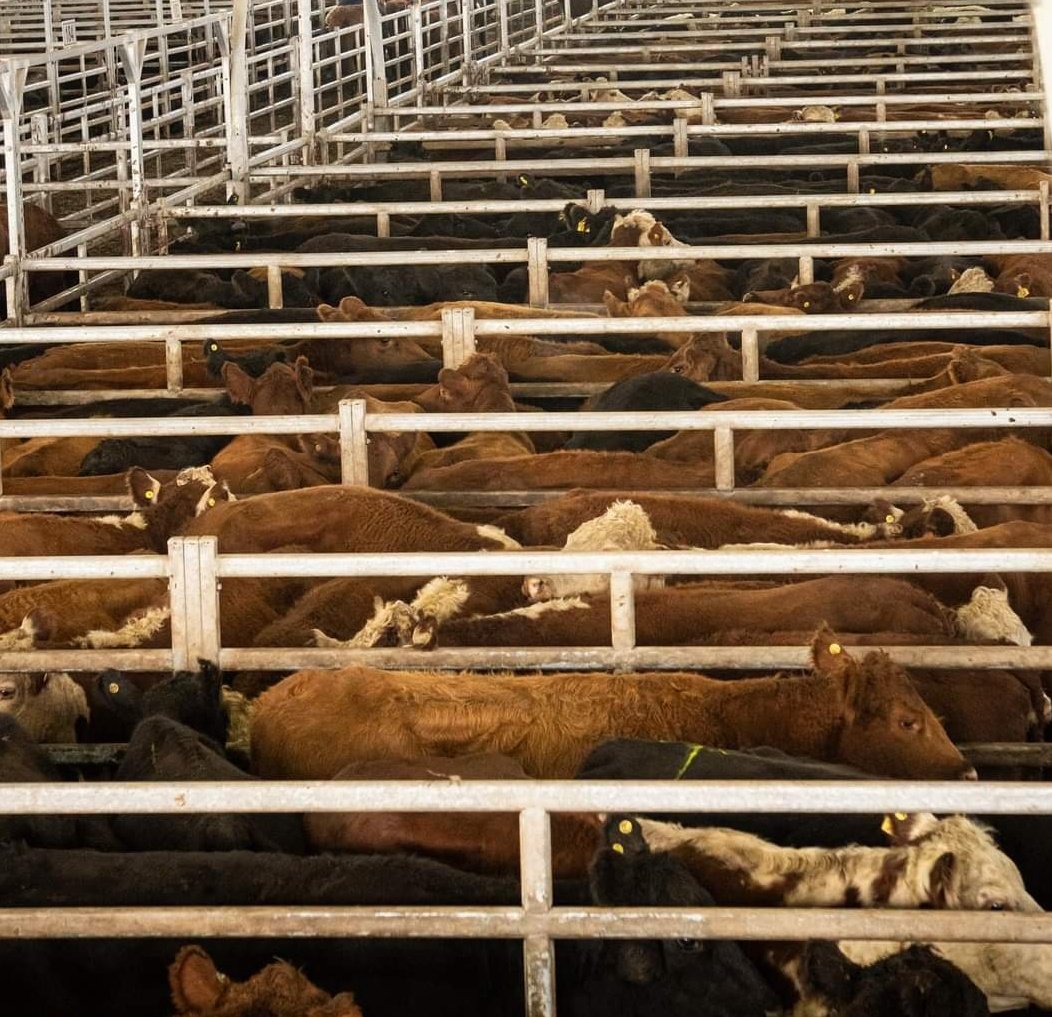 #Cañuelas Este miércoles ingresaron 7.083 vacunos en el Mercado Agroganadero. #ProvinciaRural por #RadioChascomúsAM1520