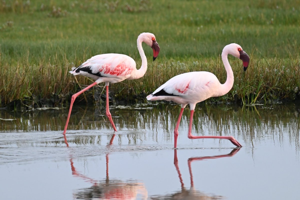 Hikewithbite's tweet photo. What a hike sighting! Flamingos strutting around West Coast National Park.

👉 Follow @hikewithbite for more exciting adventures.

#hikewithbite #southafrica #westcoastnationalpark #CapeTown  #flamingo #pinkflamingos #birding #birdphotography  #roadTrip  #hiking #backpacking https://t.co/AdSZrvB17b