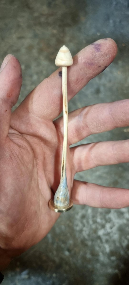 SpissFleinsopp's tweet image. Om man sliter med å finne fleinsopp i naturen kan man alltids spikke sin egen! 

Takk til spikkenisse dupplins som delte bildene på reddit.com/r/fleinsopp :)

(flere bilder i kommentaren under)

#fleinsopp #narkotwitter #sopp