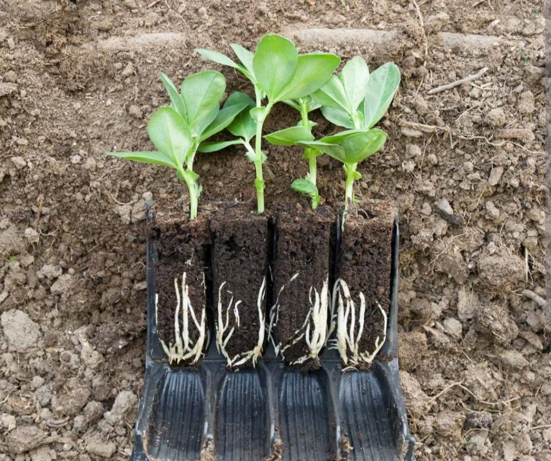 HannahVCooper's tweet image. Two new and exciting PhD studentships will be available soon! Watch this space for more info 🌱🫘🚜 @pgroresearch @JHill_Official @niabgroup and @UoNBiosciences