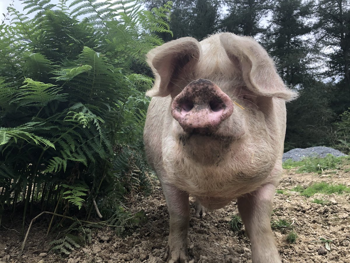 JasperManUtd's tweet image. Would you believe it's nearly five years since @BTWsanctuary, against all odds, pulled off the epic rescue of a whole herd of pigs!

Please, if you can afford even just £2.50 a mth, join the merry band of #Pigoneer supporters 🤩

#GetOnBoard #Wednesday‼️

globalvegancrowdfunder.org/pigoneer-2000-…