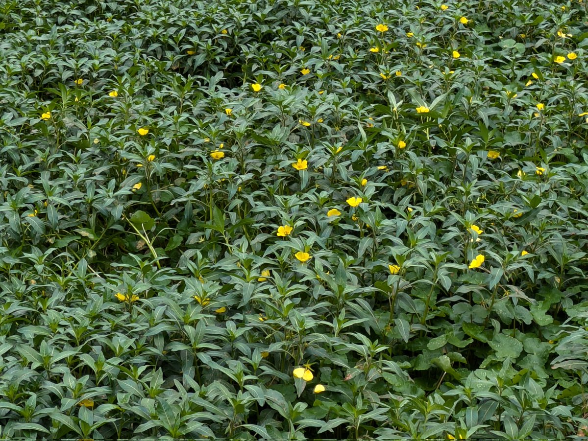 Waterteunisbloem in het Drongelens kanaal bij Drunen. Als je goed kijkt zie je ook nog Grote waternavel. Beide invasieve exoten die grote matten vormen. Ik schrok van de grote hoeveelheden in dat gebied.