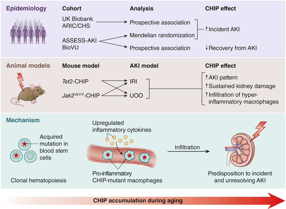 Kidney International (@kidney_int) on Twitter photo Elucidating the role of clonal hematopoiesis in acute kidney injury
doi.org/10.1016/j.kint…
<a href="/UICDom/">University of Illinois Department of Medicine</a> <a href="/UICNeph/">UIC Nephrology</a>
#KINephrologyDigest #AKI #acutekidneyinjury #inflammation #kidney Elucidating the role of clonal hematopoiesis in acute kidney injury
doi.org/10.1016/j.kint…
<a href="/UICDom/">University of Illinois Department of Medicine</a> <a href="/UICNeph/">UIC Nephrology</a>
#KINephrologyDigest #AKI #acutekidneyinjury #inflammation #kidney