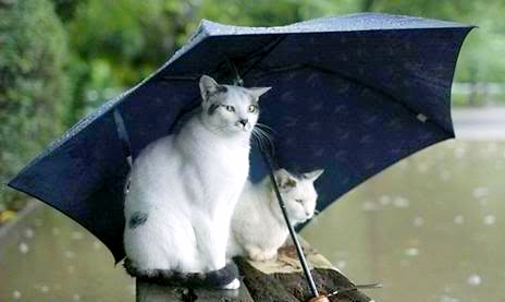 North Florida friends: please make sure all the cats are inside. Storm Helene is coming your way and she looks big and wet and mean. Stay safe!