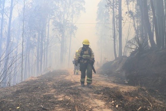 🇪🇨 “Los héroes no siempre ganan, a veces pierden. Pero siguen luchando y aguantando. No se rinden. Eso es lo que los convierte en héroes.”

7 incendios están poniendo en peligro Quito. 460 bomberos están dando su vida por nosotros. Su dedicación es admirable.