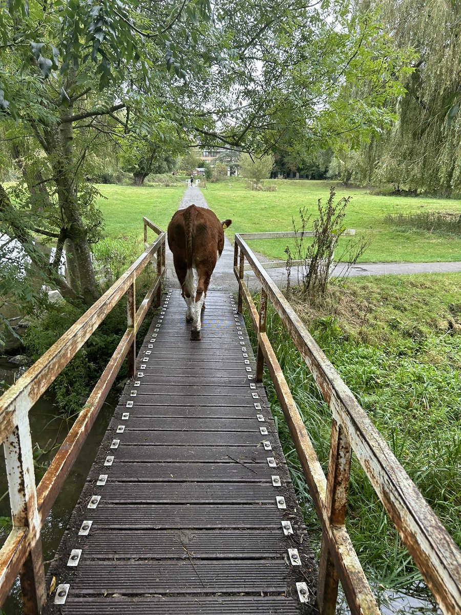 Cow thinks ‘Is that bridge safe, moooo’
Cow goes for it