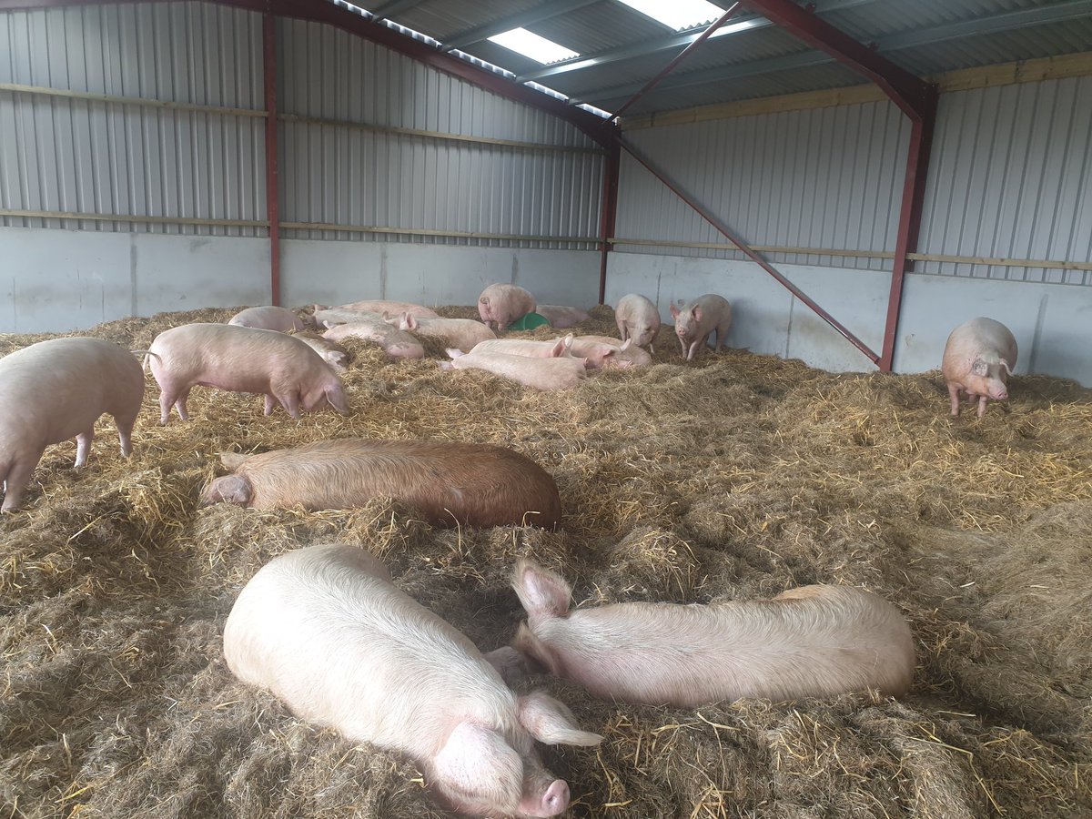 JasperManUtd's tweet image. Would you believe it's nearly five years since @BTWsanctuary, against all odds, pulled off the epic rescue of a whole herd of pigs!

Please, if you can afford even just £2.50 a mth, join the merry band of #Pigoneer supporters 🤩

#GetOnBoard #Wednesday‼️

globalvegancrowdfunder.org/pigoneer-2000-…