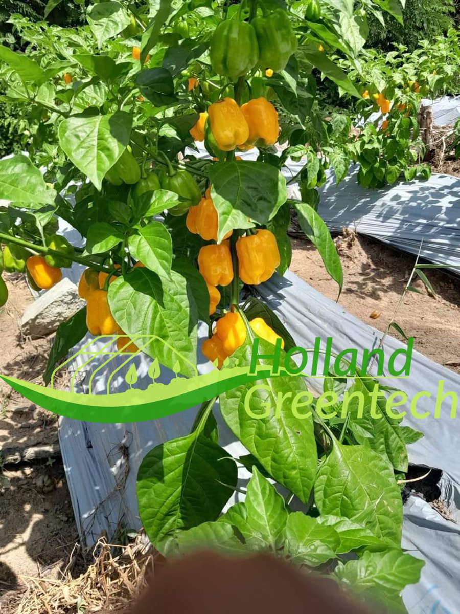 HGTGhana's tweet photo. Did you know you can be  financially independent by just successfully growing vegetables on 1 acre? 

Join us this SATURDAY at the Fafraha Community School 9am 

Learn from farm experts who will share real practical knowledge.

Register here : https://t.co/jraGNuBgRC https://t.co/1zh8bOXYwB