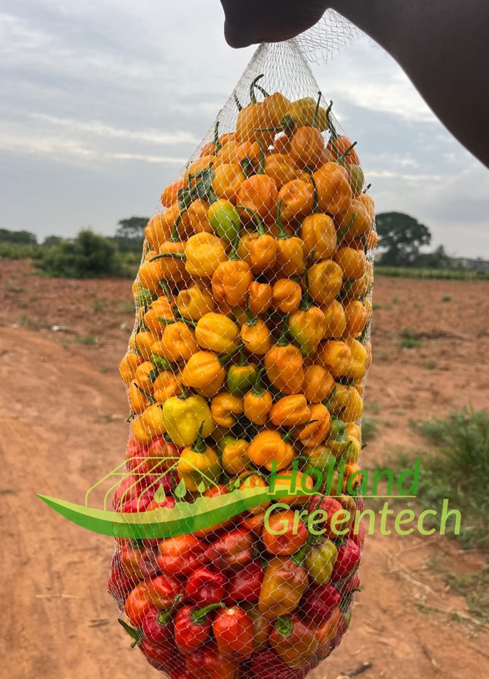 HGTGhana's tweet photo. Did you know you can be  financially independent by just successfully growing vegetables on 1 acre? 

Join us this SATURDAY at the Fafraha Community School 9am 

Learn from farm experts who will share real practical knowledge.

Register here : https://t.co/jraGNuBgRC https://t.co/1zh8bOXYwB