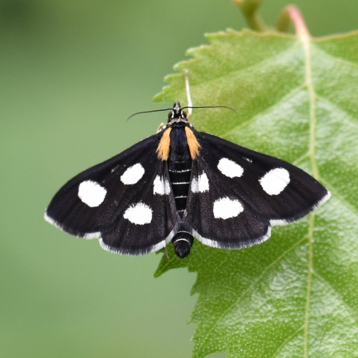 Steven Lofting tweet media