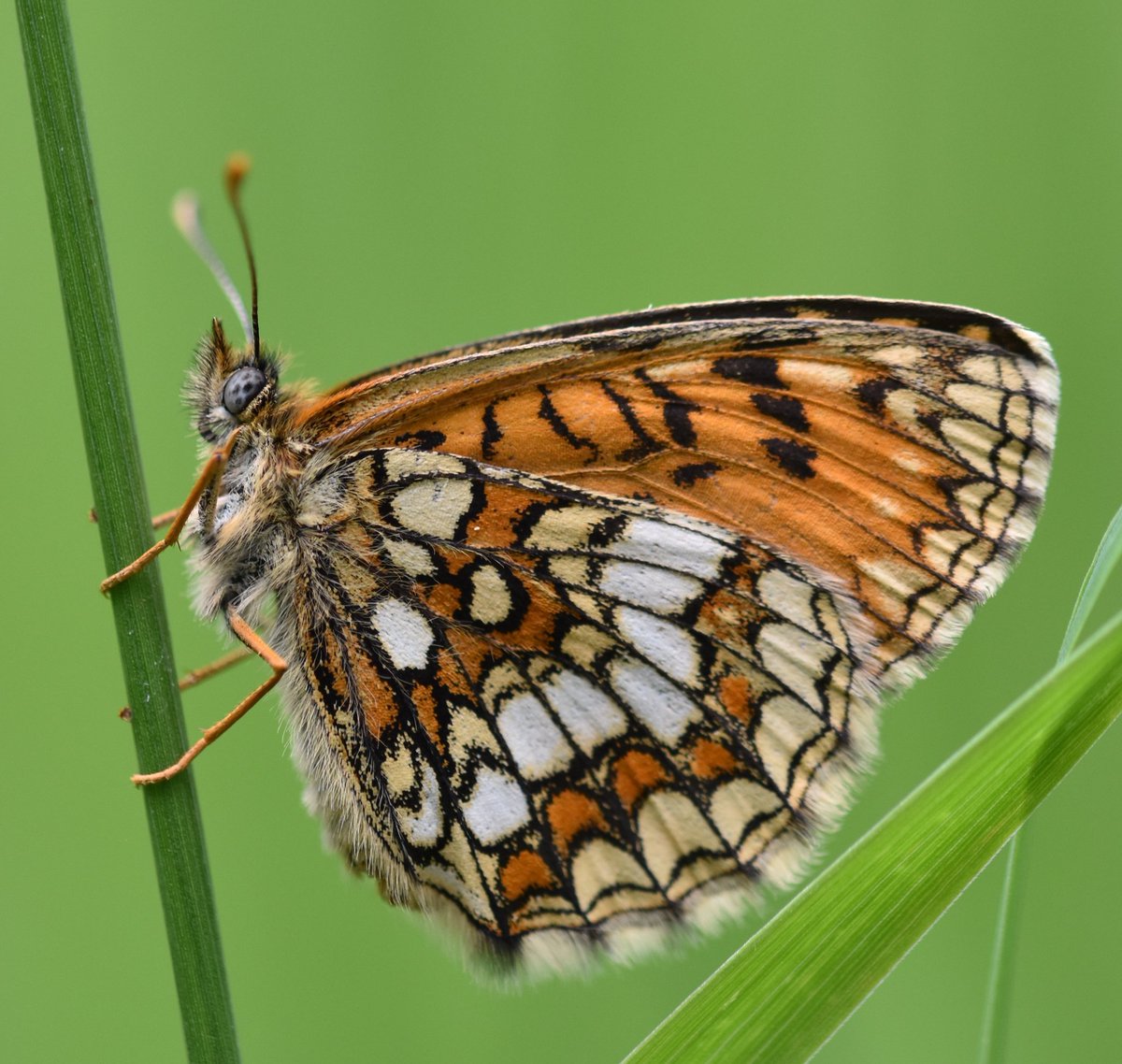 Steven Lofting tweet media