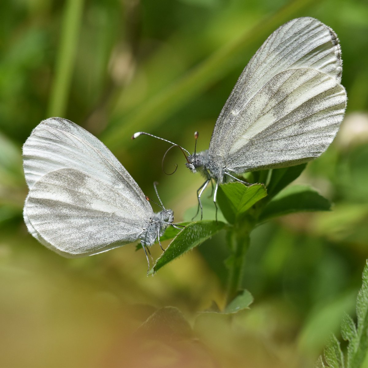 Steven Lofting tweet media