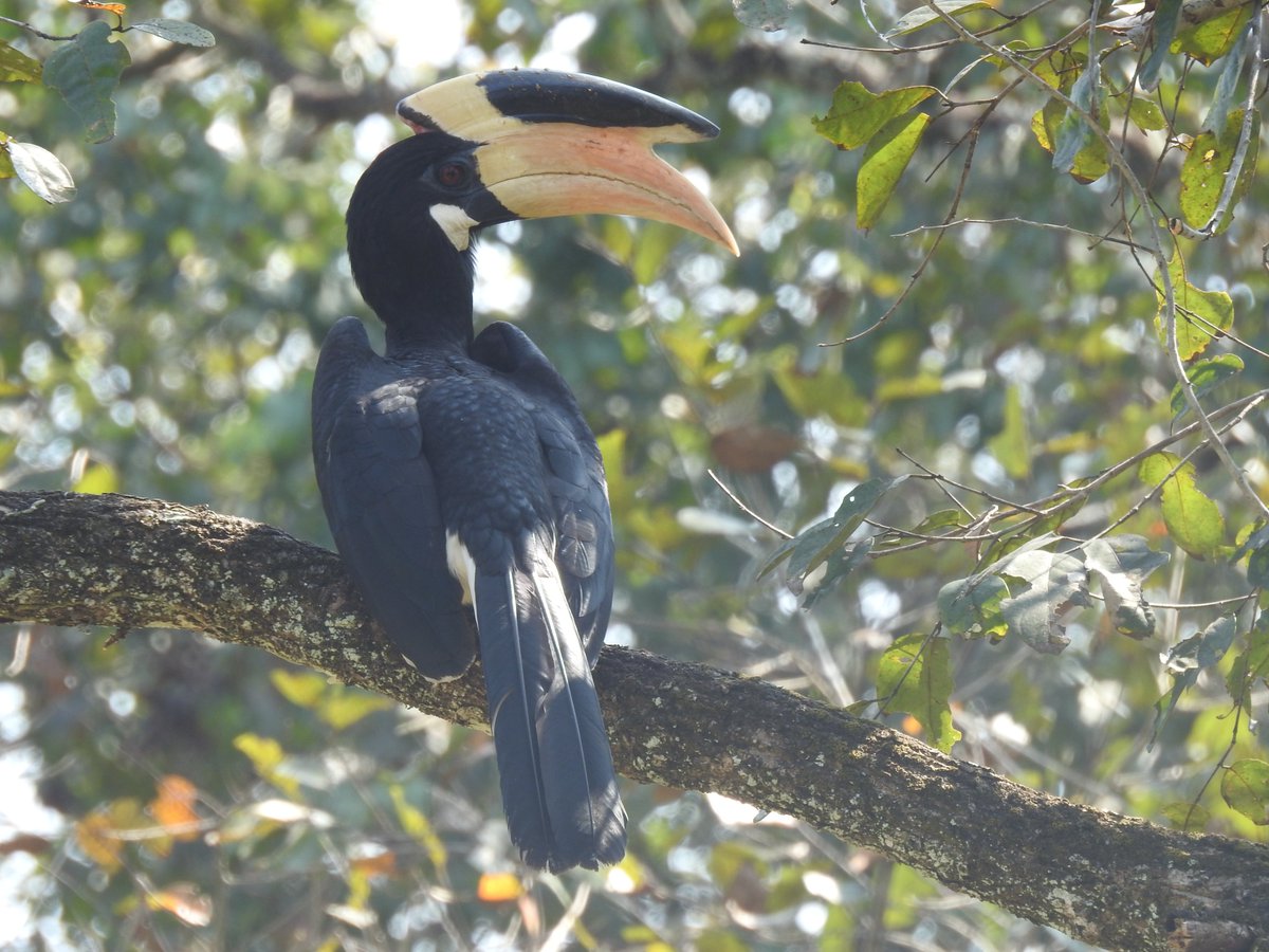 southdublinbirds (@birdwatchdublin) on Twitter photo Meeting on Tues 8th Oct @ 8pm in the Graduate Rochestown Ave. Dun L. The talk will be by our own Niall Hatch He will show us the wonderful birds of Sri Lanka. More info at southdublinbirds.com/events/events.âŠâŠ Please share <a href="/BirdsMatter_ie/">BirdsMatter_ie</a> <a href="/BirdWatchIE/">BirdWatch Ireland</a>
<a href="/DttDes/">DALKEY TIDY TOWNS</a> <a href="/dlrcc/">DĂșn Laoghaire-Rathdown County Council</a> <a href="/BWIFingal/">BWI Fingal</a> <a href="/NatureRTE/">Mooney Goes Wild</a> Meeting on Tues 8th Oct @ 8pm in the Graduate Rochestown Ave. Dun L. The talk will be by our own Niall Hatch He will show us the wonderful birds of Sri Lanka. More info at southdublinbirds.com/events/events.âŠâŠ Please share <a href="/BirdsMatter_ie/">BirdsMatter_ie</a> <a href="/BirdWatchIE/">BirdWatch Ireland</a>
<a href="/DttDes/">DALKEY TIDY TOWNS</a> <a href="/dlrcc/">DĂșn Laoghaire-Rathdown County Council</a> <a href="/BWIFingal/">BWI Fingal</a> <a href="/NatureRTE/">Mooney Goes Wild</a>