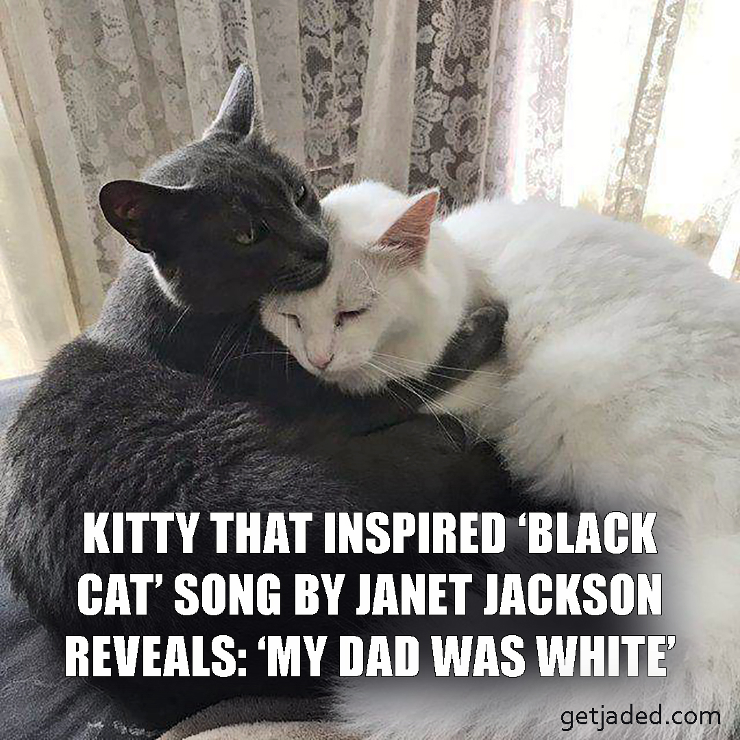 prada_enchilada's tweet photo. These #memes are "All for You." #blackcat #randyjackson #thepradaenchilada https://t.co/6yIBbMTn3K
