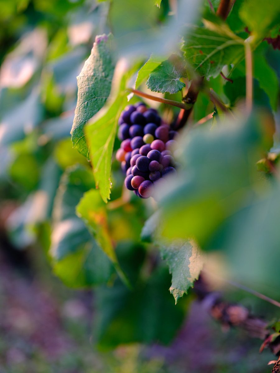 Aurélien tweet media