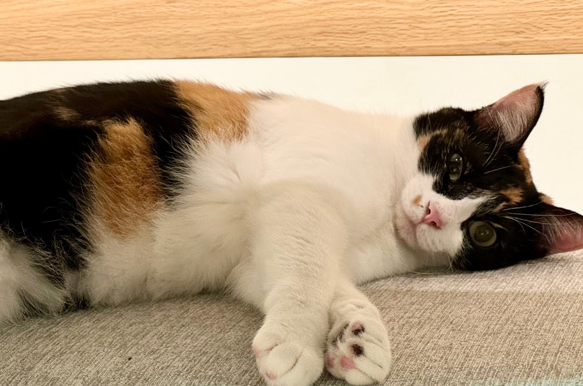 Post by 佐久間大介 on X: シャチきゃわ〜