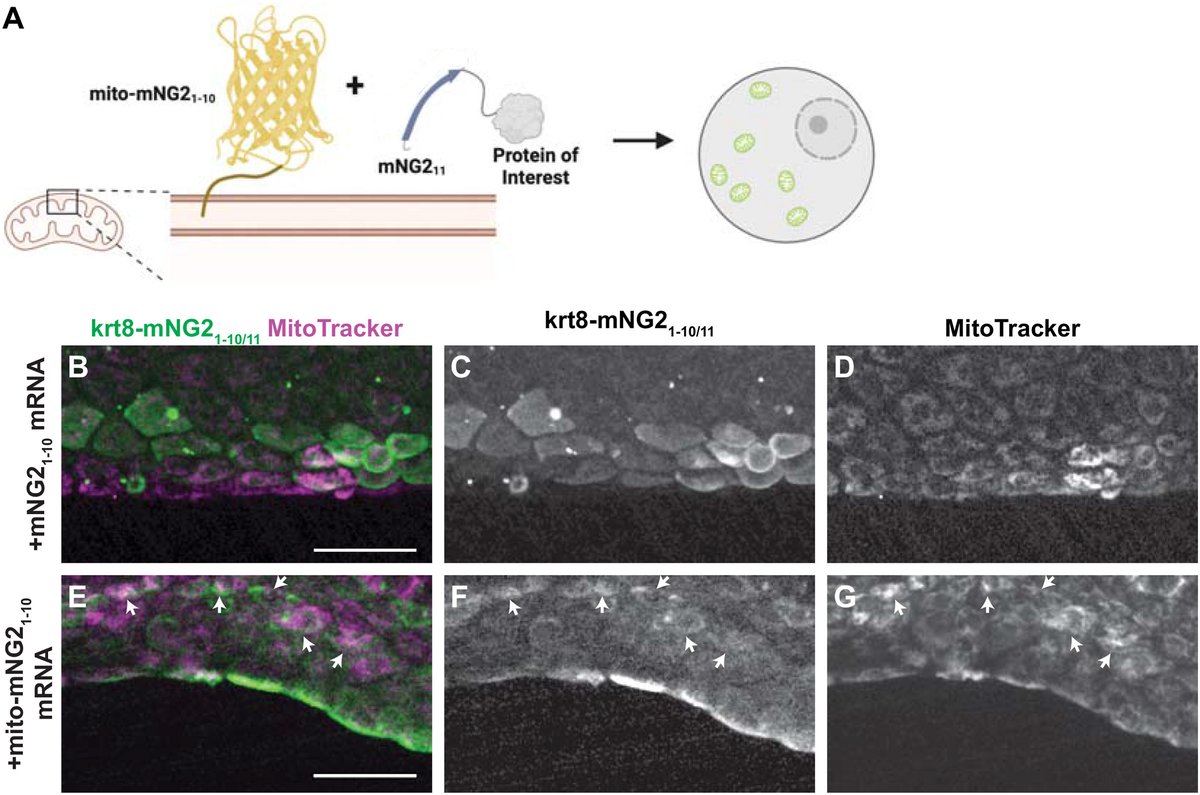 #DBfeature

Tissue-specific and endogenous protein labeling with split fluorescent proteins

by Gloria Ligunas, German Paniagua, Stephanie Woo et al
sciencedirect.com/science/articl…