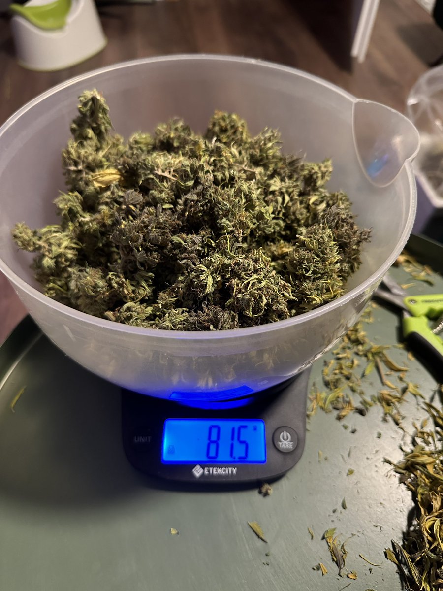 Fürs erste mal ganz okay würde ich sagen hoffentlich 😂 81,5g getrocknet. Musste vorm Trocknen vieles wegschneiden wegen Schimmel leider.