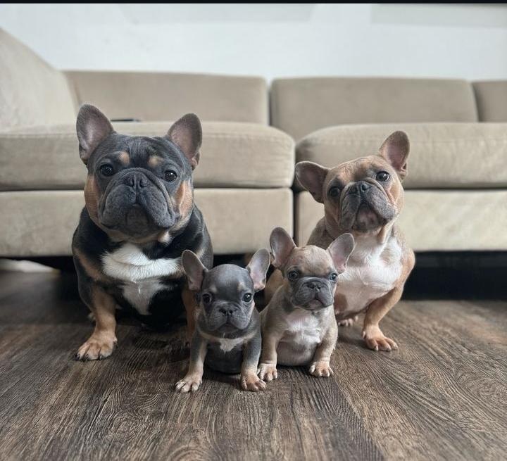 Frenchie bulldog tweet media