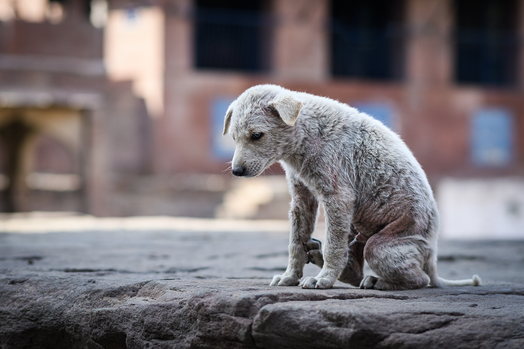 anipixels's tweet photo. #India has the world's highest population of #StreetDogs, with around 20-30 million roaming the streets. Sadly, the country also accounts for 36% of the world's deaths due to #Rabies.

#AnimalWelfare #StrayDogs #Vaccination #SpayNeuter #SaveLives https://t.co/KlLVKFkhX8
