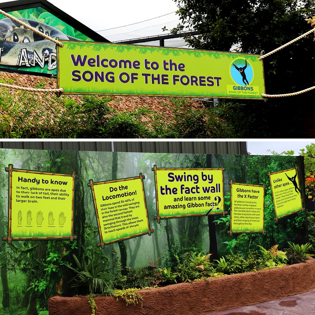 Gibbons Song of the Forest: We're thrilled to have partnered with Hertfordshire Zoo to help brand their new gibbon enclosure. Go and check out their lovely new home! #hertfordshirezoo #gibbon #zoo #printdesign