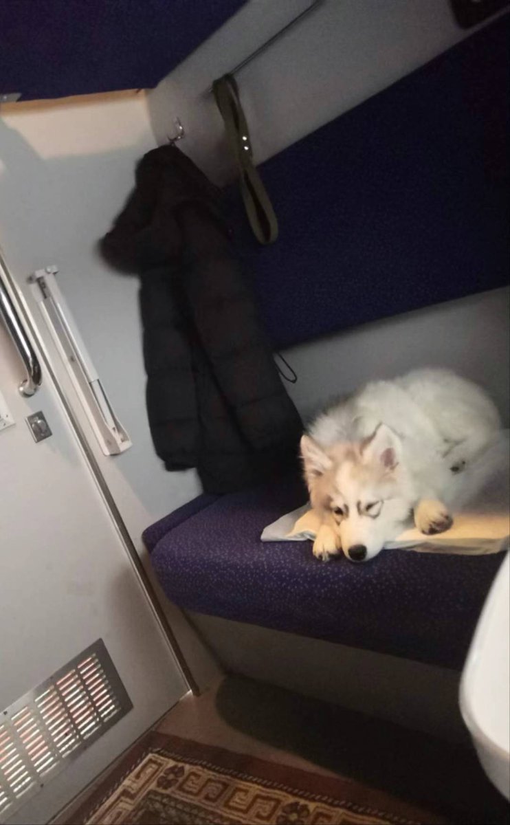 houhou1121's tweet photo. 🐱🐶 https://t.co/EOFSMeCFBO