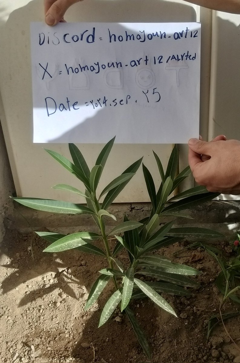 madkid_hom1's tweet photo. I entered the
@todaythegame Tree Planting contest for Mythic Seed List🌱
Gyess i hope enjoy this post
Be grateful for God's efforts
@kickzeth @Zion77828
@mirror_web3 @nadirrr @todaythegame
#planting_tree
#green_world https://t.co/VlykZsWPTi