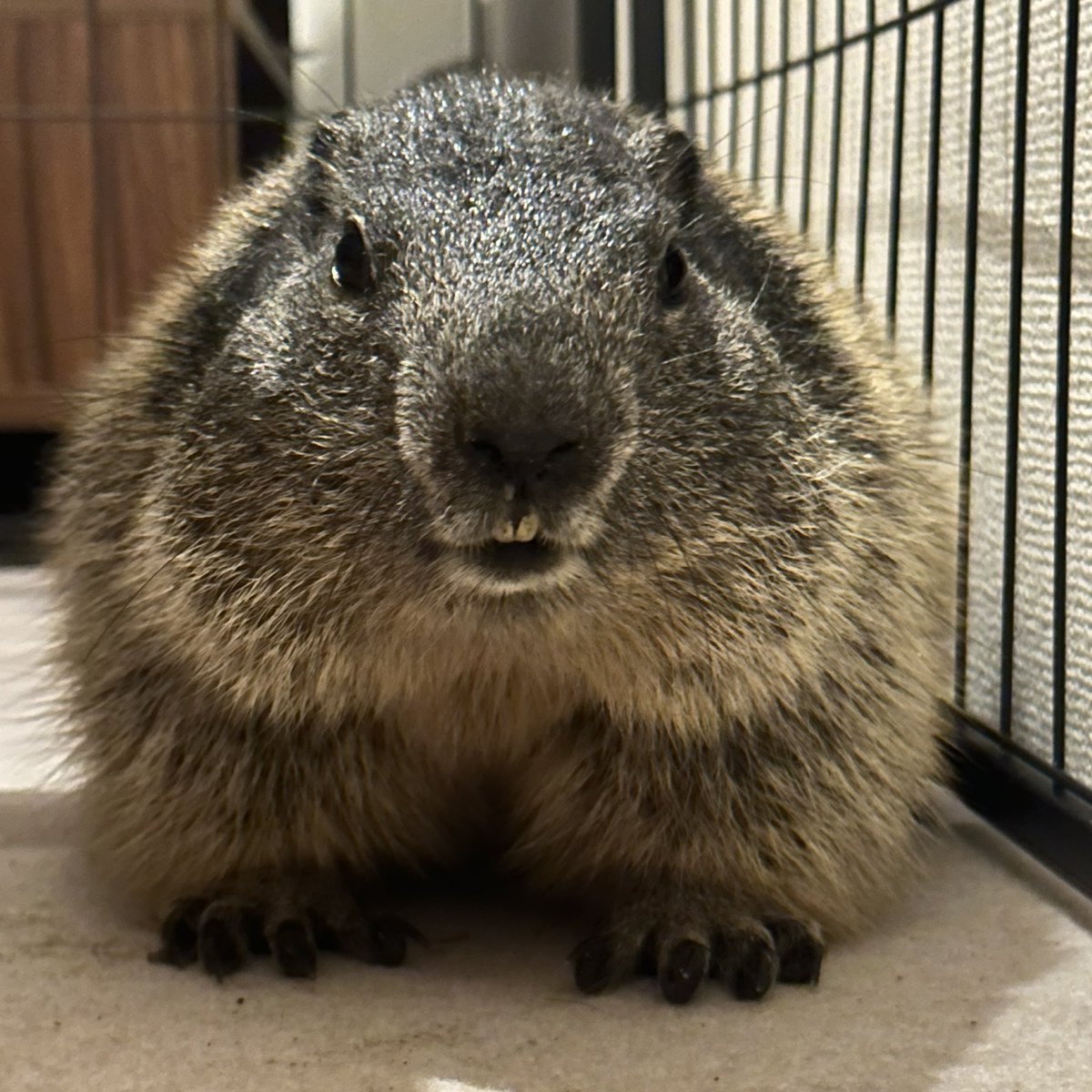 dr_marmot_'s tweet photo. 【ご報告】ついに念願のマーモットをお迎えしました！１年以上お迎えすることを夢見ていましたが、この度たくさんの方のご協力で、ご縁をいただくことができました。

これまで応援してくださった皆様、ありがとうございます！ https://t.co/vRFHaWG486