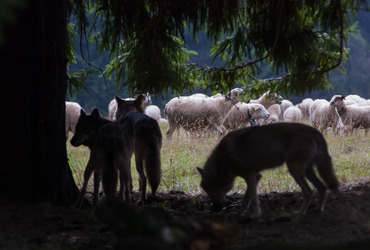 🧭At last, a major step forward in the management of wolf populations and harmonious co-existence!

<a href="/COPACOGECA/">COPA-COGECA</a> welcome the long-awaited news that the amendment of the Bern Convention and thus the Habitats Directive, to allow the proper management of the European wolf population,