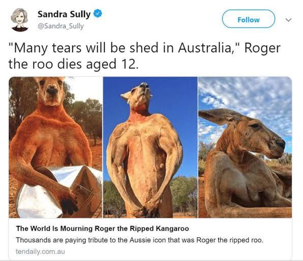 RogerCoinOnSol's tweet image. $ROGER CTO (🦘,🦘)
Let's bring the world's strongest kangaroo back to glory, mates! 

CA: 8hN217wBBgRkDiyzabLmSuS95pxX5PFcv3HEM5Ha4ZEv