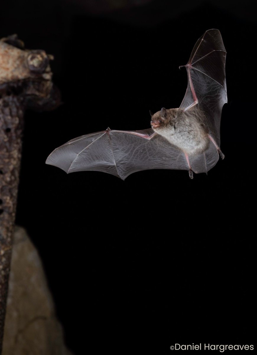 Are you a early-career bat researcher looking to present your work in a friendly, welcoming environment? - Look no further! 🦇

We are now accepting abstract submissions for BritBats 2025 via our website britbats.com/abstract-submi…

Closing date for submissions: 31st October 2024