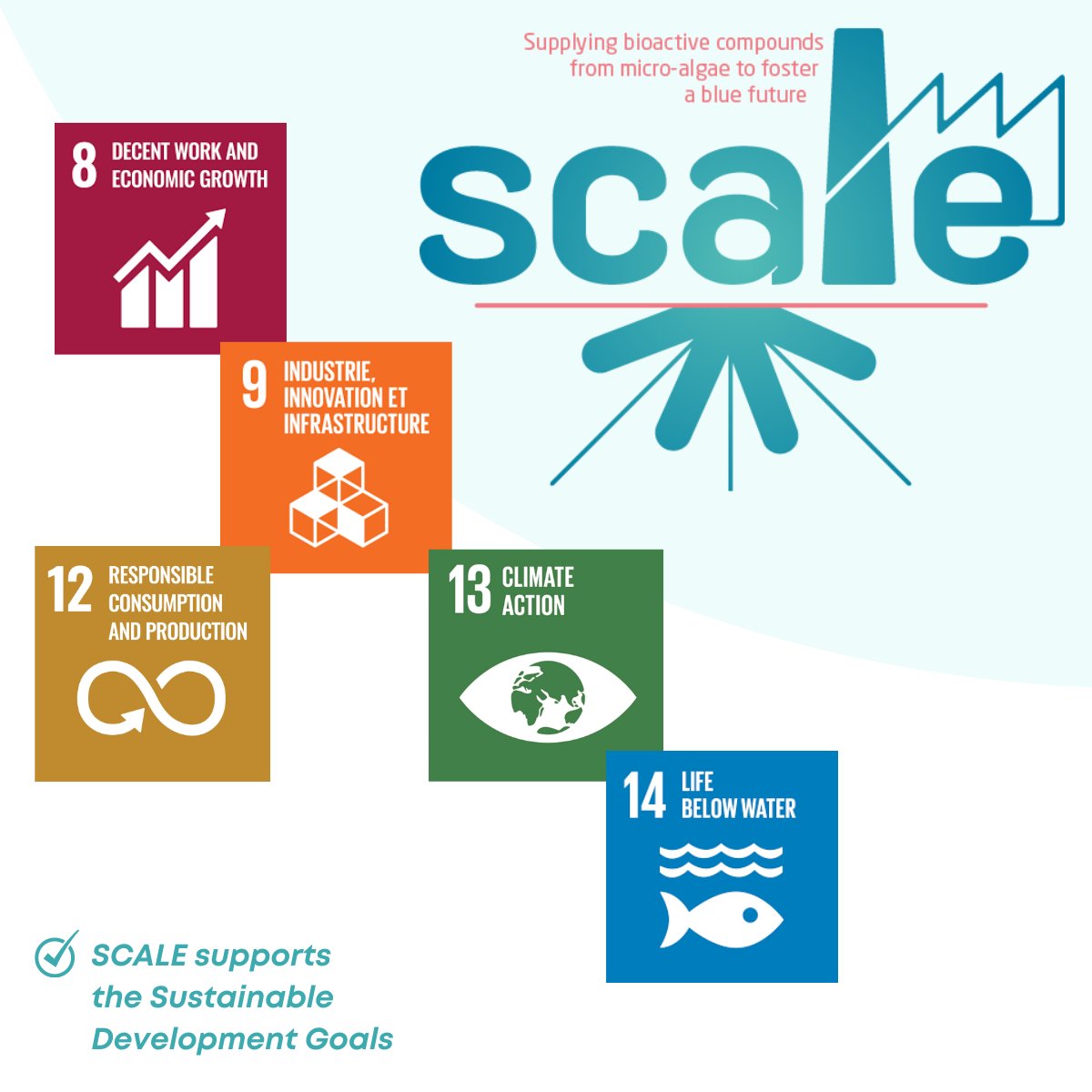 🌍 It’s Global Goals Week! A powerful moment for action, awareness, and accountability towards a sustainable future! 💪

Want to dive deeper into #SCALE’s impacts? 👉 scaleproject.eu

#GlobalGoalsWeek #SDGs #Microalgae #BlueEconomy #Bioeconomy #SustainableFuture