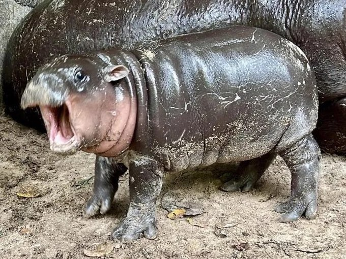 MooDengSOL's tweet photo. when you thought tomorrow was friday, but its only wednesday 🦛

#moodeng https://t.co/170FaXjrCh