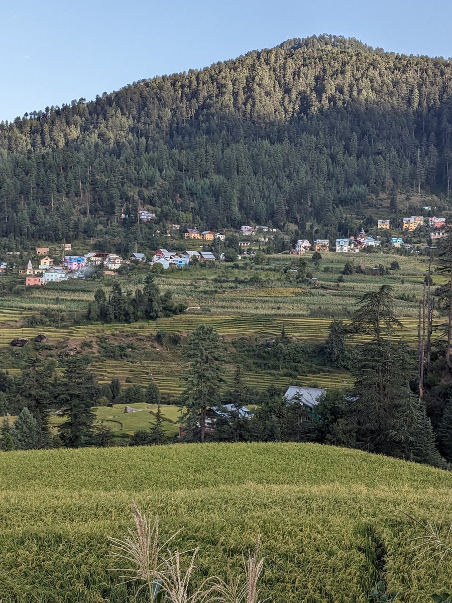 buttadil7's tweet image. Green gold 
#deodar 
#denseforest
#kellarvalley