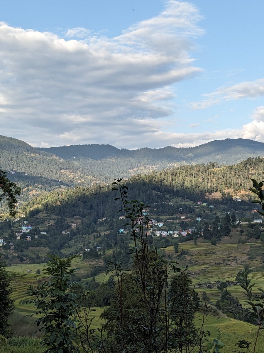 buttadil7's tweet image. Green gold 
#deodar 
#denseforest
#kellarvalley