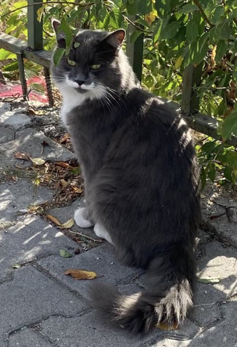 Bu güzellik terk edilmiş. 
Yuva aranıyor. Ankara.