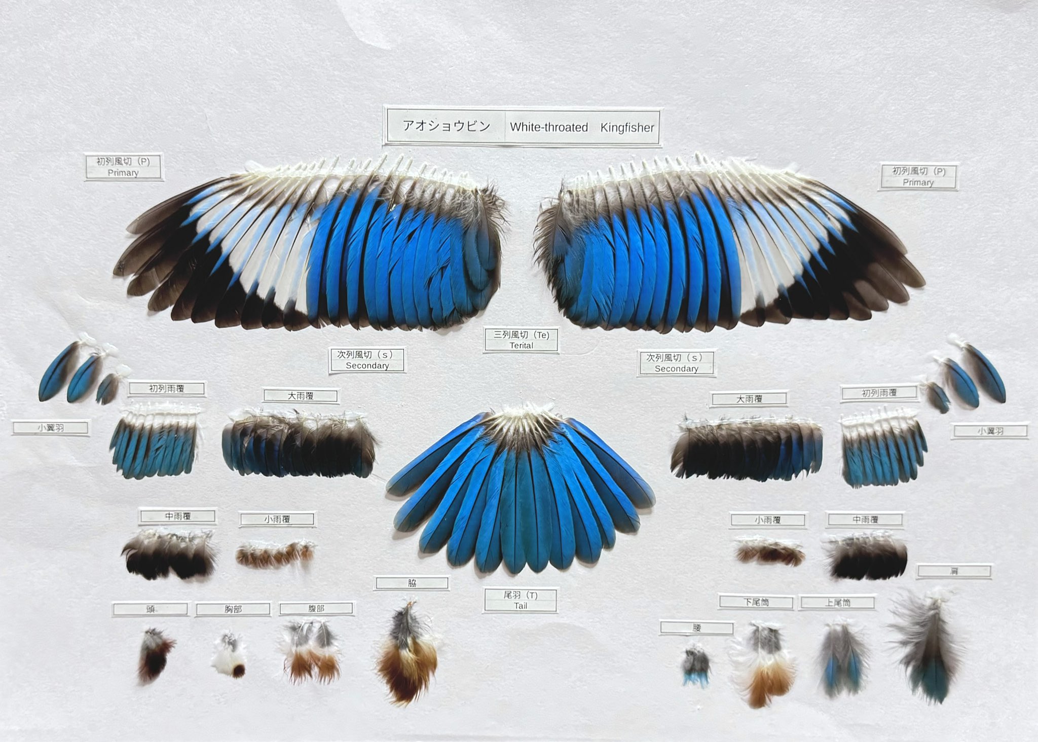 feather specimen (@Iy4SfxjToE29684) / X feather specimen (@Iy4SfxjToE29684) / X