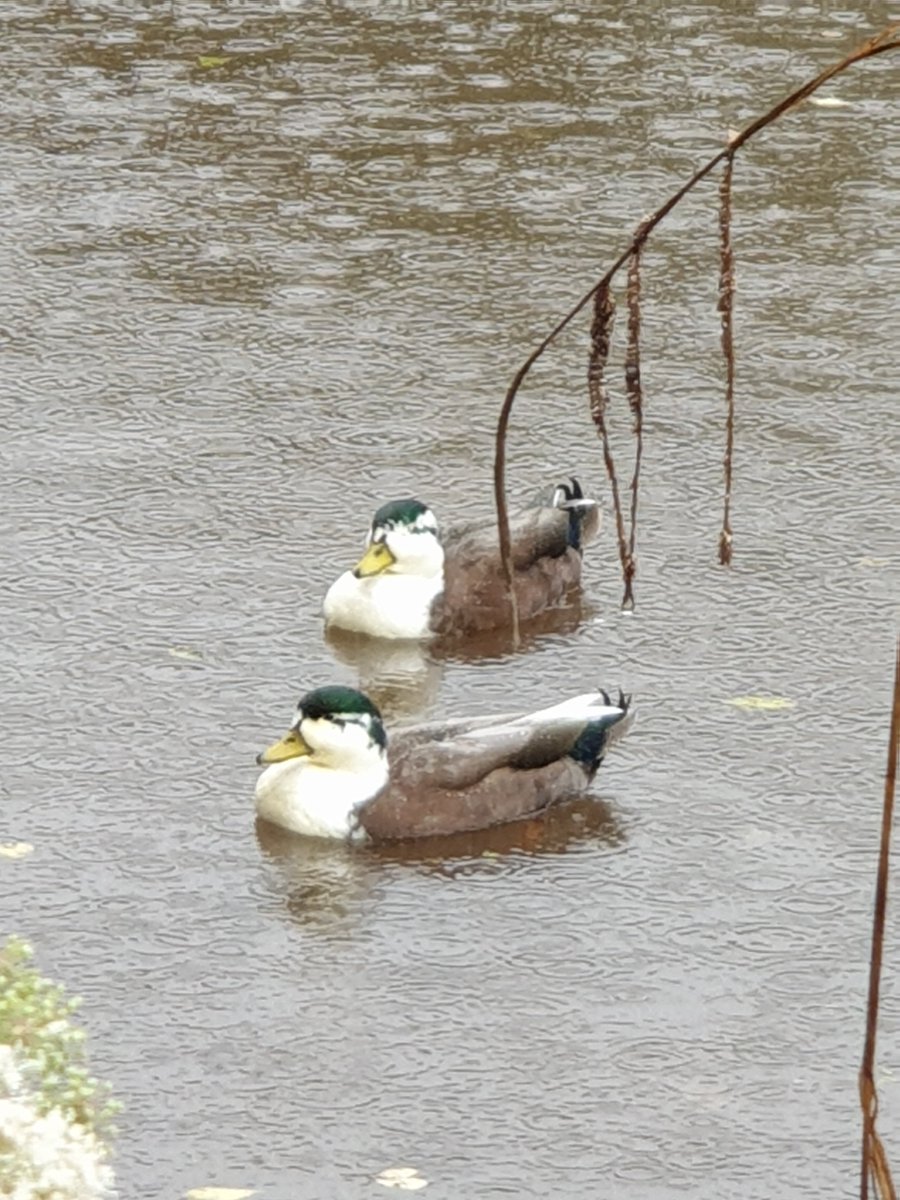 Pól Ó Brádaigh tweet media