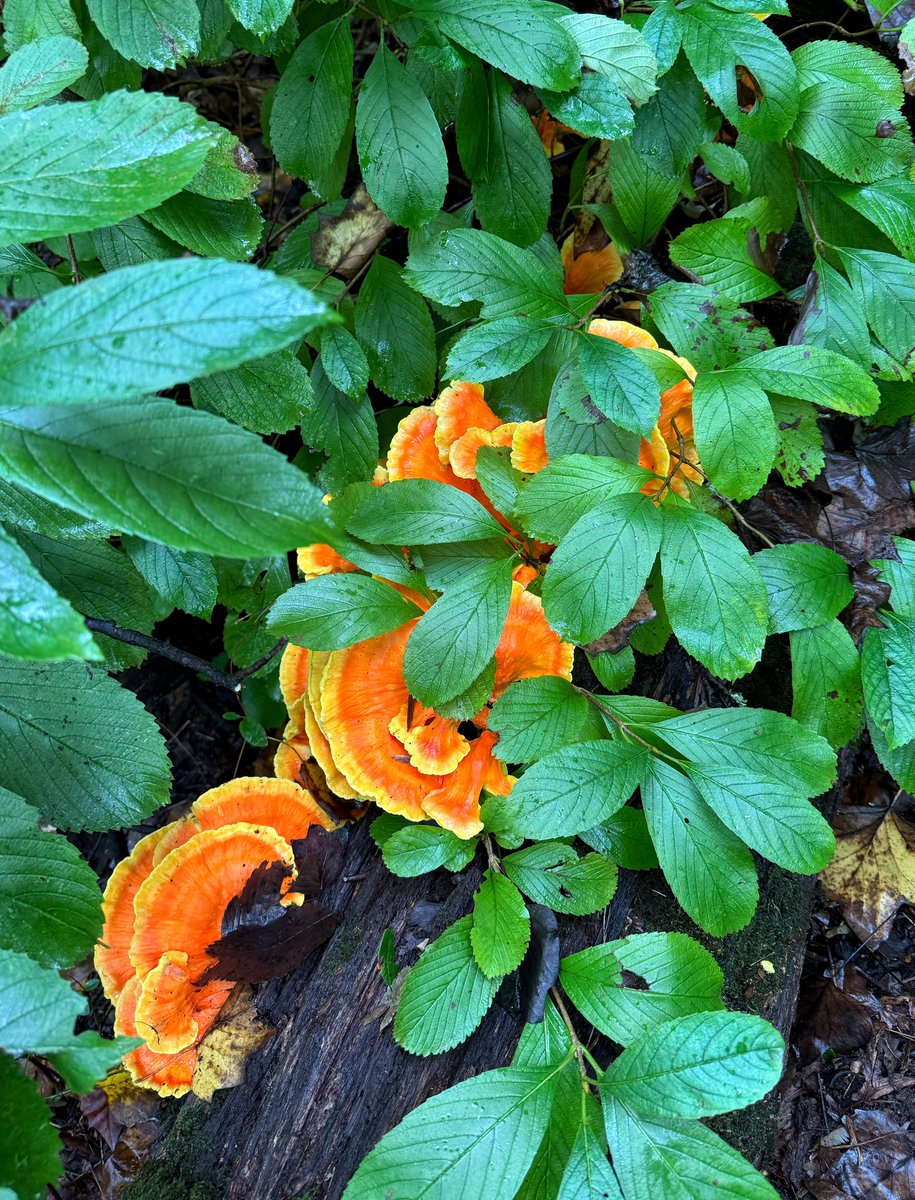 dcfeng's tweet image. Harvest!