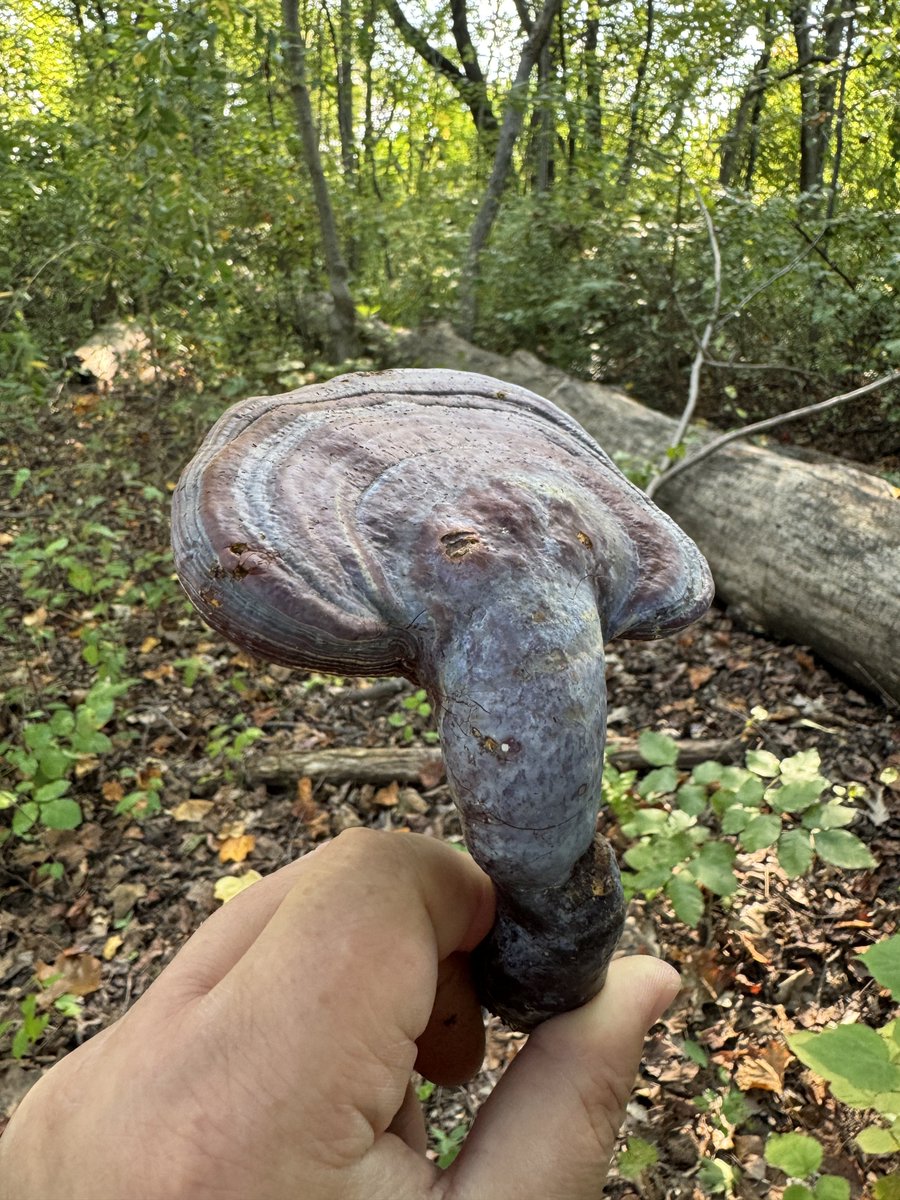 dcfeng's tweet image. Harvest!