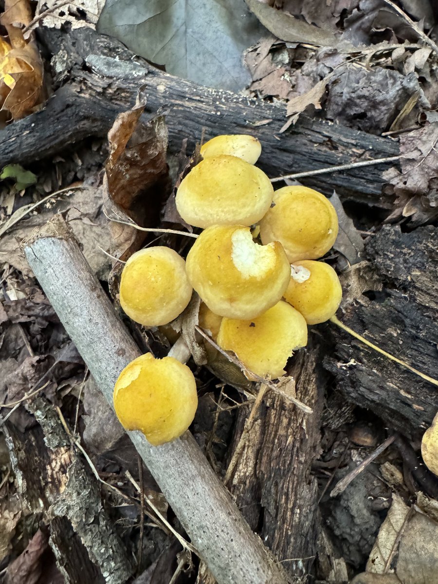 dcfeng's tweet image. Harvest!