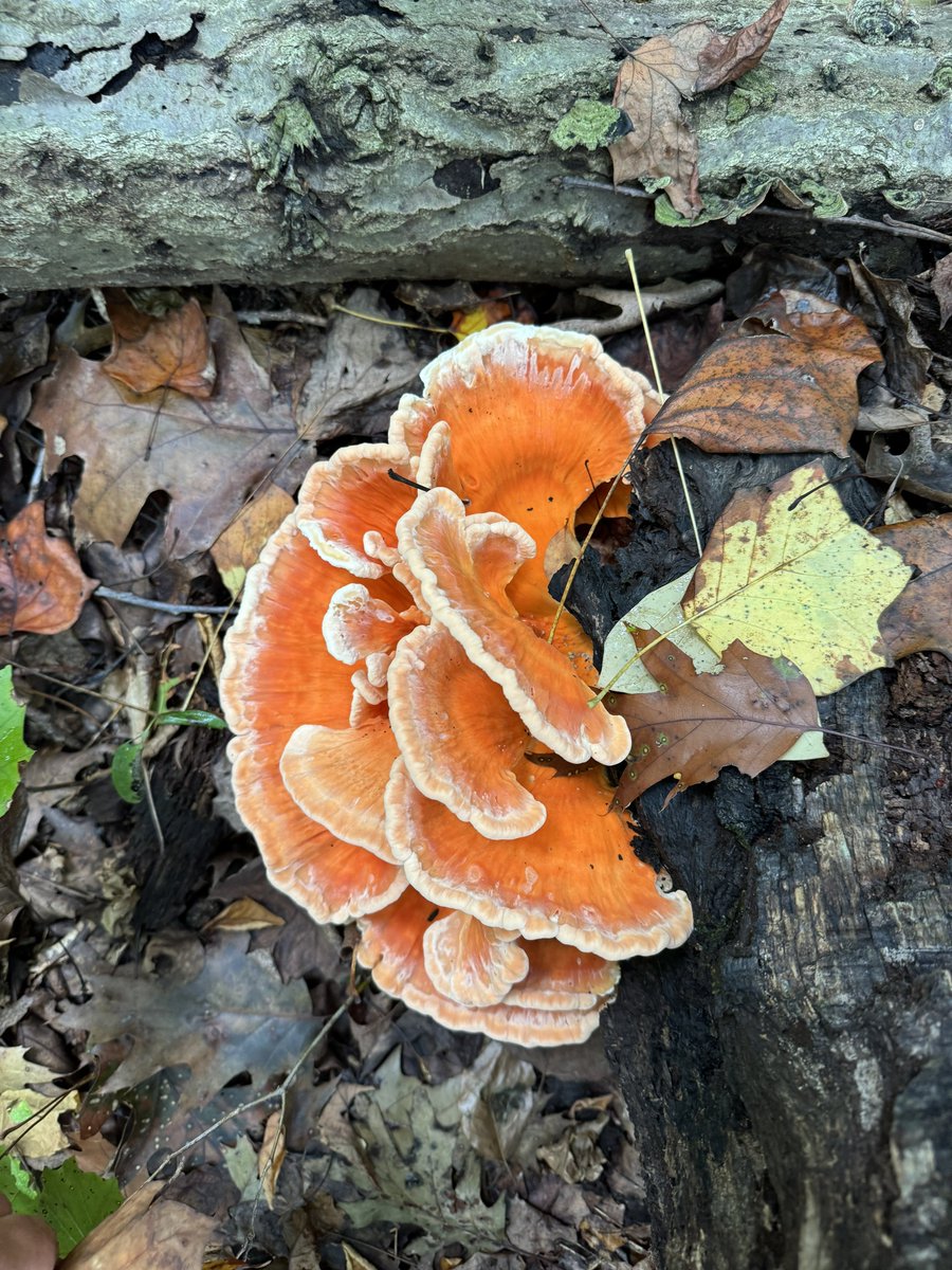 dcfeng's tweet image. Harvest!