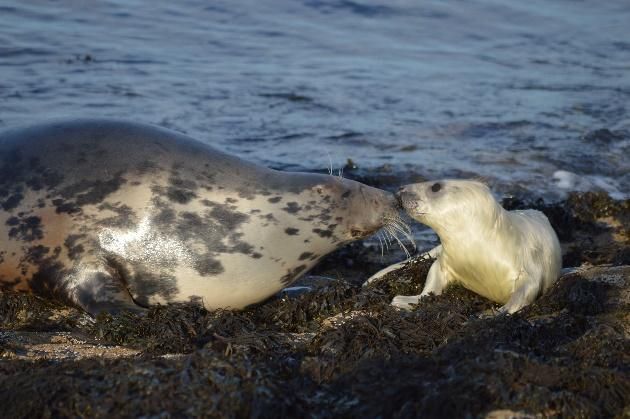 CJS News (@countrysidenews) on Twitter photo Welcoming the Newborns: Grey Seal Pupping Season Kicks off in Cardigan Bay - <a href="/SeawatchersUK/">Sea Watch Foundation</a> c-js.uk/3zuBxOc Welcoming the Newborns: Grey Seal Pupping Season Kicks off in Cardigan Bay - <a href="/SeawatchersUK/">Sea Watch Foundation</a> c-js.uk/3zuBxOc