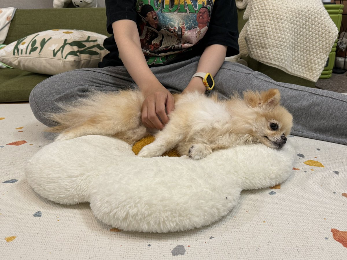 pomeranian_waka's tweet photo. 若様、無事に退院することが出来ました！たくさんの優しいお言葉本当にありがとうございます。これから安静期間とリハビリと長い闘いになりますが、頑張ります！ https://t.co/kH5xakUZTX