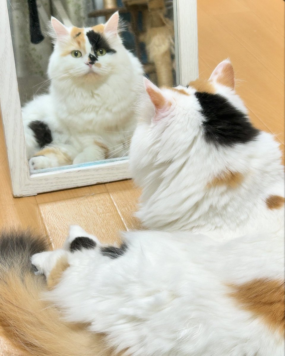 himechan_munch's tweet photo. 鏡の前で座って毛づくろいしてるプリンセス👑✨a little princess grooming her fur in front of the mirror https://t.co/WK2k6NZU1x