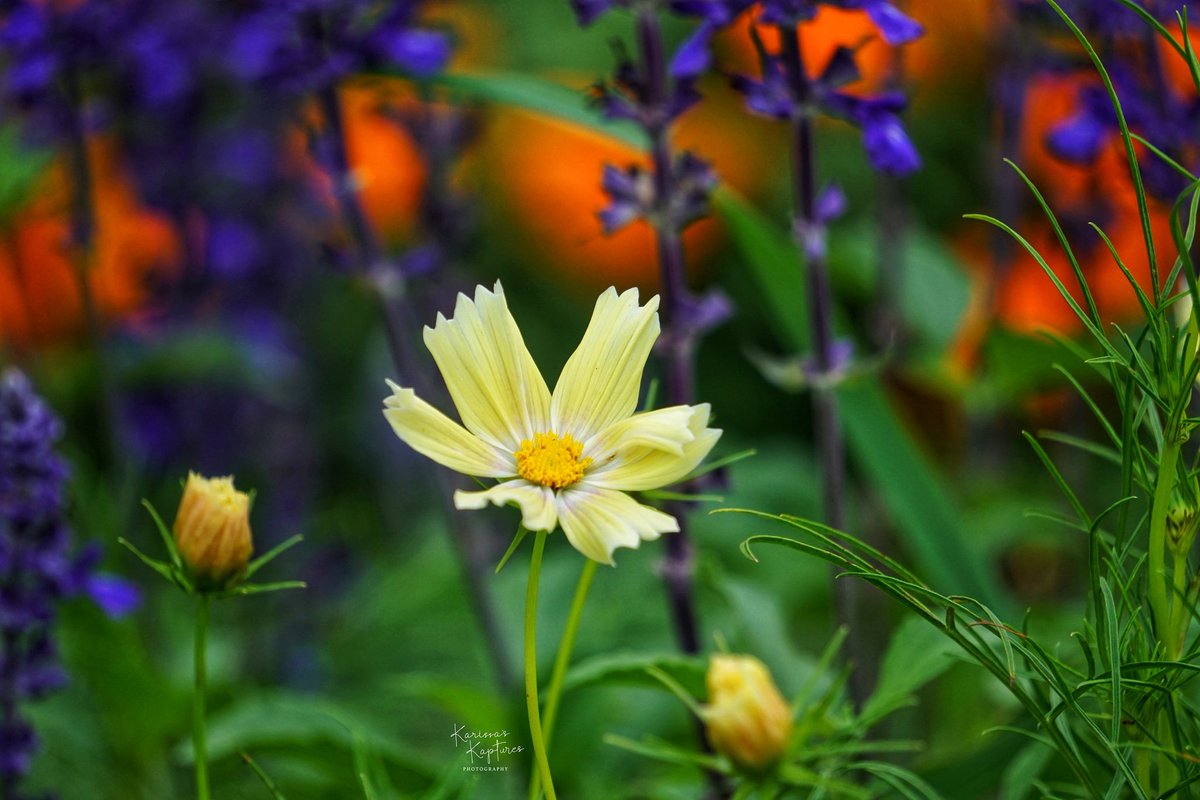 KarissasKapture's tweet photo. And all at once, summer collapsed into fall!
#KarissasKaptures #RutgersGardens #ByeByeSummer #HelloFall🍁 #FallIsMyFavoriteSeason
#wildnewjersey #Wildflowers #LandscapePhotography #FlowerPhotography #BestOfUsa_Seasons #SonyCamera #Sonya6000 #sonyalpha #WednesdayVibes https://t.co/z7BKNWloS1