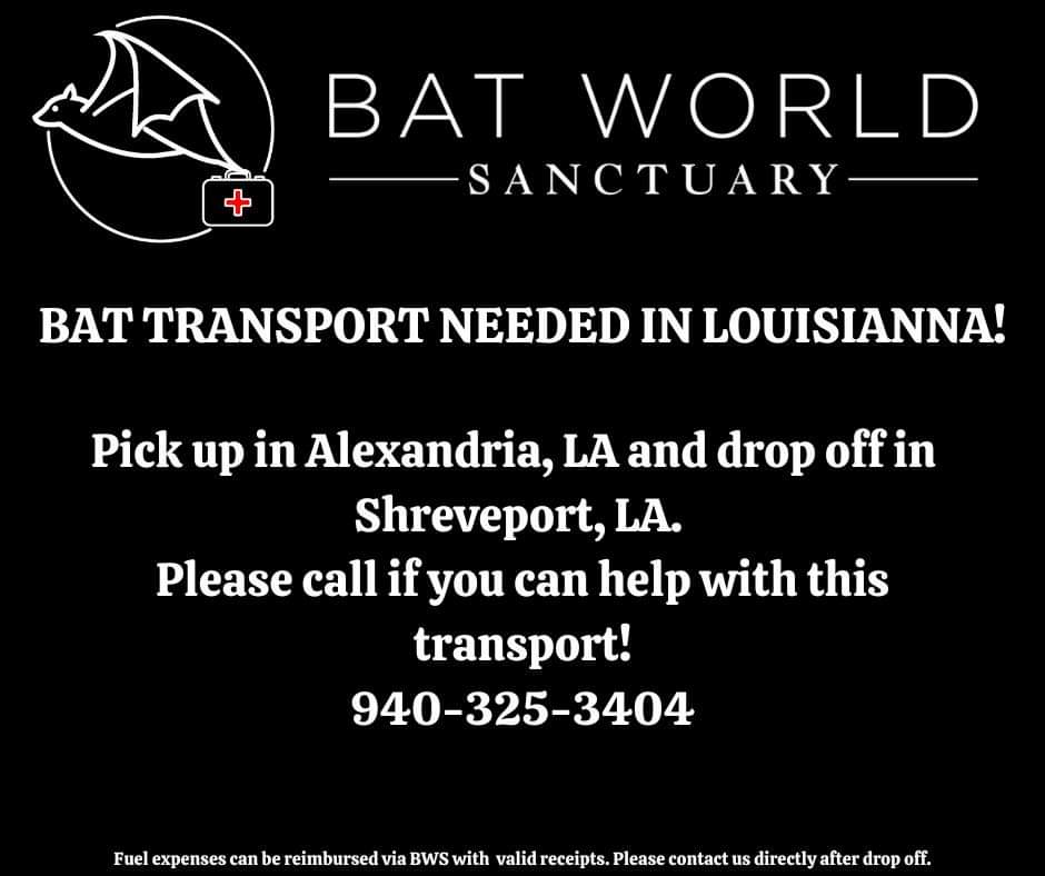 batworld's tweet image. ❗️URGENT: TRANSPORT STILL NEEDED❗️

We need a #BatHero! 🦇 

Transport is needed this Thursday!

A bat needs a ride from Alexandria, LA to Shreveport, LA. If you are able to help with this transport mission, please call 940-325-3404